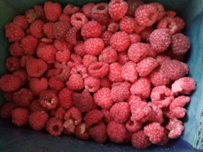 速凍樹莓